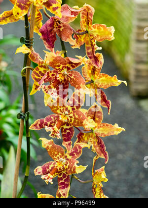 Gefleckte braune und gelbe Blumen der baumbewohnenden Orchideen, Brassidium Rippon Tor' Kitty Jay' Stockfoto