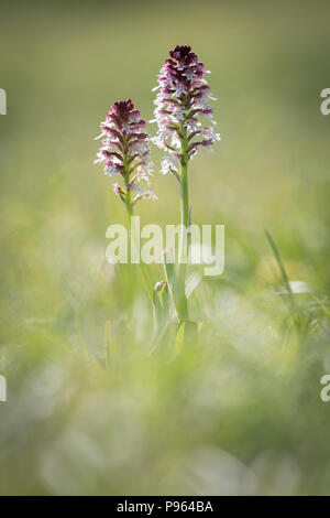 Ein paar gebrannt - Tipp Orchideen bei Martin Die NNR in Hampshire. Stockfoto