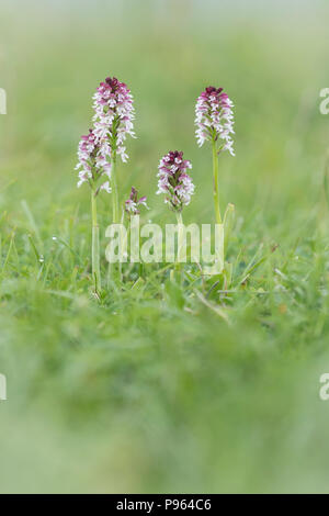 Eine Gruppe von gebrannt - Tipp Orchideen bei Martin Die NNR in Hampshire. Stockfoto