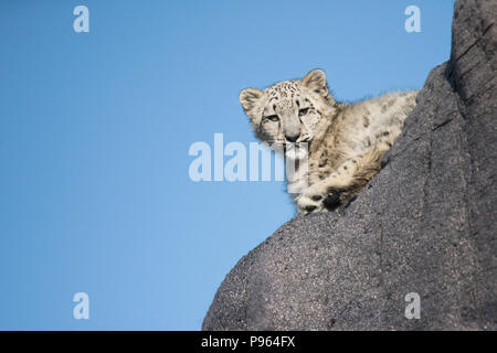 Eine junge snow leopard erforscht seine Heimat an der Toronto Zoo, wo es ist Teil einer erfolgreichen Zucht Programm für diese gefährdete Arten. Stockfoto