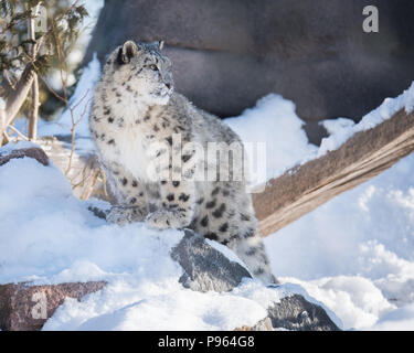 Ein snow leopard Cub erforscht seine Schnee - gefüllte Lebensraum auf dem Toronto Zoo, wo es Teil einer Zucht in Gefangenschaft Programm für diese gefährdete Arten. Stockfoto