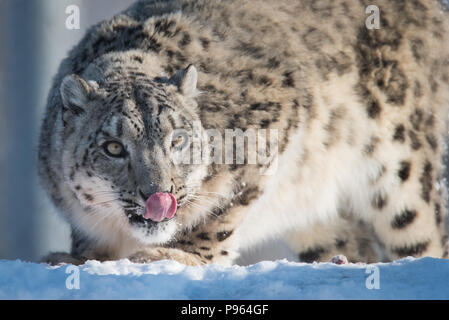 Weibliche snow leopard Ena genießt eine Festlichkeit an der Toronto Zoo, wo Sie ist Teil einer erfolgreichen Zucht Programm für diese gefährdete Arten. Stockfoto