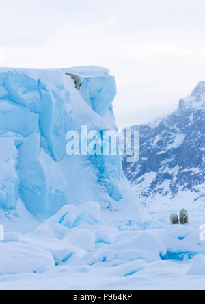 Mutter und Jahr alte Polar Bear Cub zusehen, wie Zweiten cub Dias aus der Seite eines Eisbergs. (Es blieb unverletzt!) Stockfoto