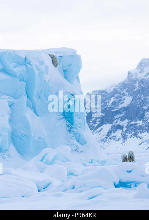 Mutter und Jahr alte Polar Bear Cub zusehen, wie Zweiten cub Dias aus der Seite eines Eisbergs. (Es blieb unverletzt!) Stockfoto