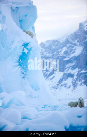 Mutter und Jahr alte Polar Bear Cub zusehen, wie Zweiten cub Dias aus der Seite eines Eisbergs. (Es blieb unverletzt!) Stockfoto