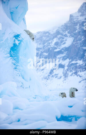 Mutter und Jahr alte Polar Bear Cub zusehen, wie Zweiten cub Dias aus der Seite eines Eisbergs. (Es blieb unverletzt!) Stockfoto