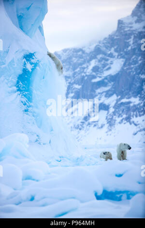 Mutter und Jahr alte Polar Bear Cub zusehen, wie Zweiten cub Dias aus der Seite eines Eisbergs. (Es blieb unverletzt!) Stockfoto