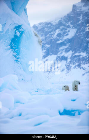 Mutter und Jahr alte Polar Bear Cub zusehen, wie Zweiten cub Dias aus der Seite eines Eisbergs. (Es blieb unverletzt!) Stockfoto