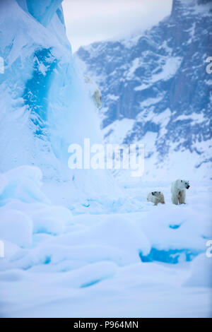 Mutter und Jahr alte Polar Bear Cub zusehen, wie Zweiten cub Dias aus der Seite eines Eisbergs. (Es blieb unverletzt!) Stockfoto