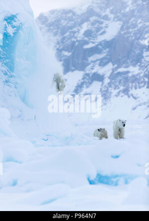 Mutter und Jahr alte Polar Bear Cub zusehen, wie Zweiten cub Dias aus der Seite eines Eisbergs. (Es blieb unverletzt!) Stockfoto