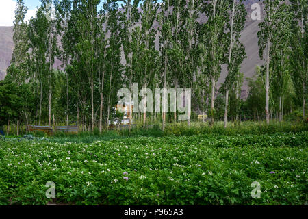 Kartoffeln wachsen im Boden, Blumen im Frühling blühen. Stockfoto