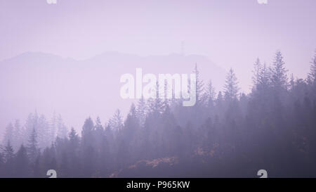 Violett getönten Bild von Nadelbäumen im Morgennebel Stockfoto