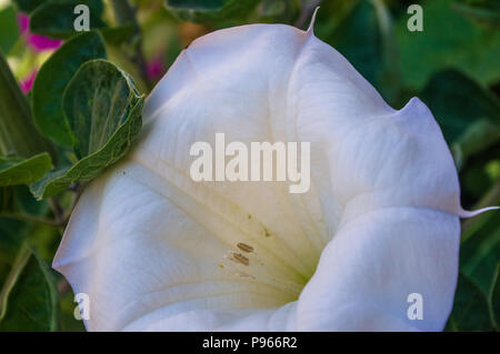 Devil's Trompete, Stechapfel Blüte, Moonflower, Datura metel, Engel Trompete, Thorn - Apple im Garten, in der Nähe. Stockfoto