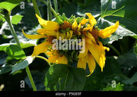 Helianthus annuus Wachstum ungewöhnlich, eine deformierte mutierten Variante einer Sonnenblume Kopf im Juli Stockfoto