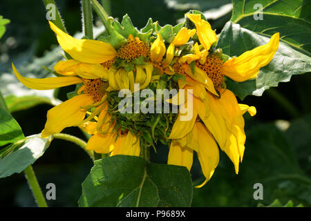 Genetische Mutation blütenkorbes Anfang Juli in Bayern, Helianthus annuus nicht perfekt und außergewöhnlich gewachsen Stockfoto