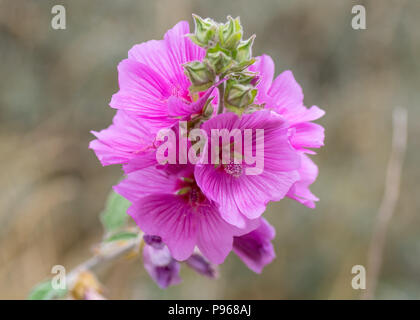 Malve (Alcea rosea) Blumen. Rosa Pflanze in der Mallow Familie (Malvaceae) Übersicht detail von Staubblättern Stockfoto