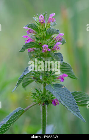 Bifidum Hanf - Brennnessel (Galeopsis bifida). Werk in die Familie Lamiaceae mit rosa Blüten, die niedrigste Ohrläppchen, ist eingekerbt Stockfoto