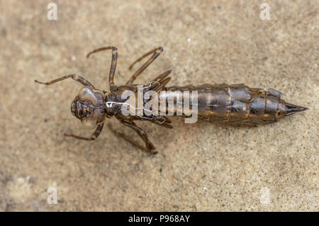 Southern Hawker (Aeshna cyanea) exuvia. Larvale Haut der weiblichen Insekt in der Reihenfolge Odonata vergossen, Familie Aeshnidae Stockfoto