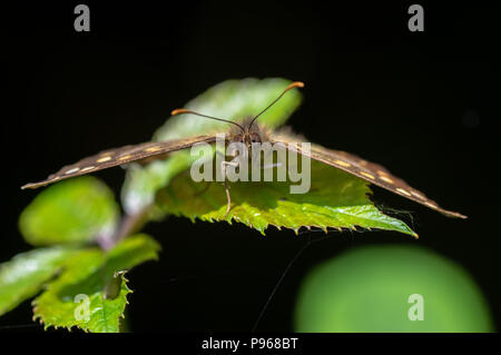 Hauhechelbläuling (Pararge depressa) Kopf auf. Woodland Schmetterling aus der Familie der Nymphalidae auf dornbusch Stockfoto