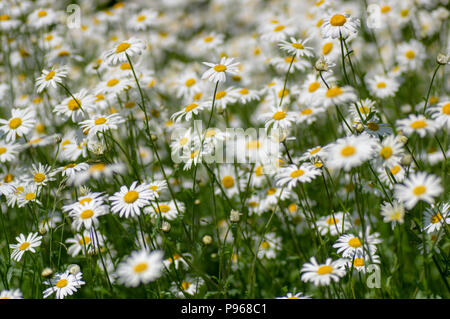 Ox-eye Margeriten (Leucanthemum vulgare) in Blüte. Masse der Blüten in der Familie der Asteraceae wächst in einem Britischen kalkhaltigen Wiese Stockfoto