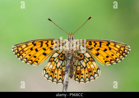 Kleine Perle - grenzt fritillary (Boloria selene) Unterseite. Schmetterling aus der Familie der Nymphalidae in Ruhe zeigen Mosaik Muster auf offenen Flügeln Stockfoto