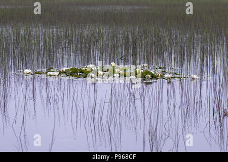 Weiße Seerosen (Nymphaea alba) in Blüte. Aquatische Lily in der Familie Nymphaeaceae, wachsen in See in Somerset, Großbritannien Stockfoto