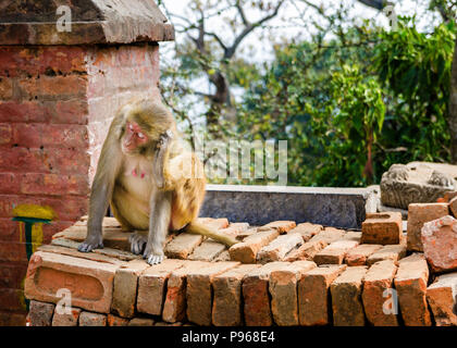 Rhesus Makaken (Macaca mulatta) Affe der Nähe von swayambhunath oder Monkey Tempel in Kathmandu. Nepal Stockfoto