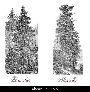 Vintage Gravur von Fichte (Picea abies), der Weihnachtsbaum (Abies alba), und der Europäischen Tanne (Abies alba) aus weissem Holz. Stockfoto