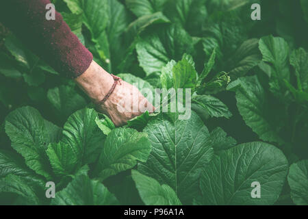 Frauen sammeln frischer Salat aus Gemüsegarten Stockfoto