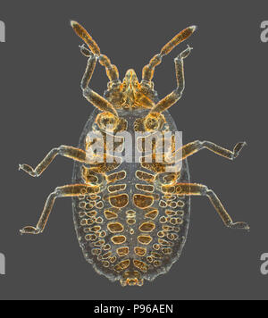 Wahre bug (Heteropteran). Unreife (ohne Flügel) Dunkelfeld photomicrograph Stockfoto