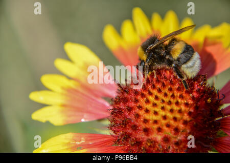 Biene auf Gelb und Orange Blume Leiter rudbeckia black-eyed Susan Stockfoto