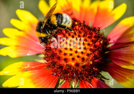 Biene auf Gelb und Orange Blume Leiter rudbeckia black-eyed Susan Stockfoto