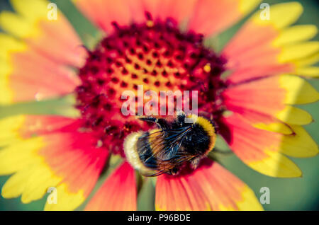 Biene auf Gelb und Orange Blume Leiter rudbeckia black-eyed Susan Stockfoto