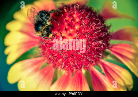 Biene auf Gelb und Orange Blume Leiter rudbeckia black-eyed Susan Stockfoto