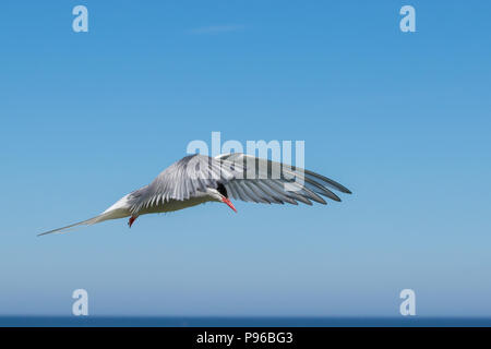 Eine Küstenseeschwalbe auf die Farne Islands in einer typischen Pose Stockfoto