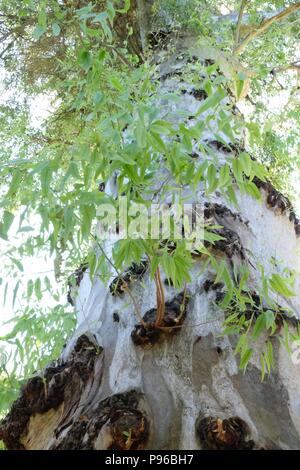 Eukalyptusbaum in Sevilla in Spanien Stockfoto