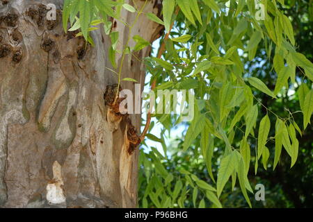 Eukalyptusbaum in Sevilla in Spanien Stockfoto