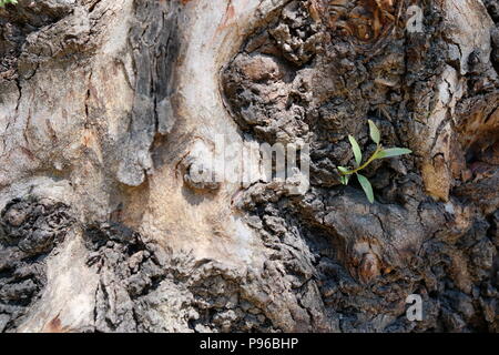 Eukalyptusbaum in Sevilla in Spanien Stockfoto