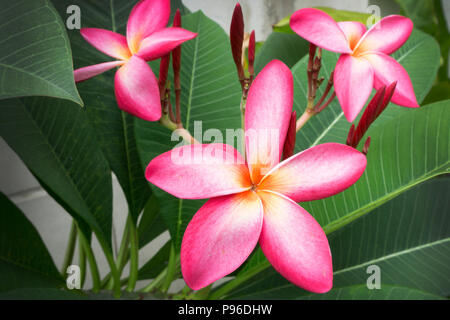 Plumeria spp. (Frangipani Blüten, Frangipani, Pagode Baum oder Temple Tree) Stockfoto