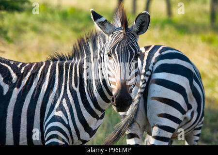 Zebra, Zebras, Equus Quagga, zwei Paar Stockfoto