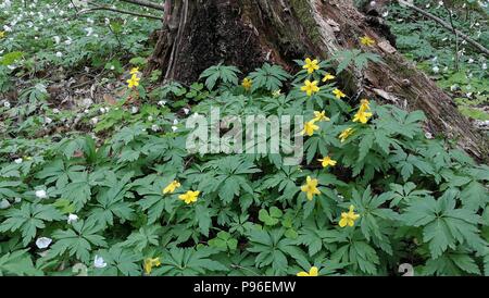 Blühende Anemone im Frühjahr vor teilweise Stump, Bialowieza Forest, Polen, Europa rückläufig Stockfoto