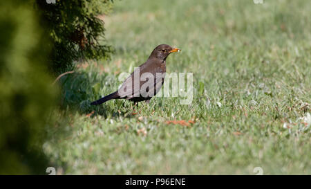 Gemeinsame Amsel (Turdus merula) Weibliche mit WORM-Beute, Podlasien, Polen, Europa Stockfoto