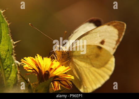 Schmetterling auf Blume Stockfoto