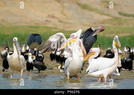 Große Weiße Pelikane, Pelikan, Weiße Breasted Kormoran, Kormorane und Marabou Störche, Vögel Kazinga Kanal, Queen Elizabeth National Park, Uganda Stockfoto