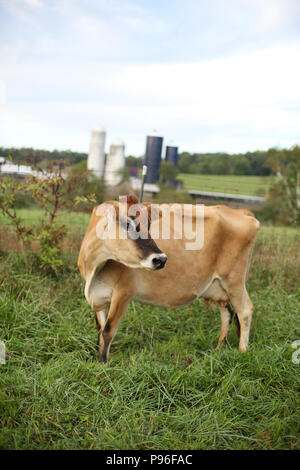 Kuh auf der Farm. Photo Credit: Katherine Penn Stockfoto