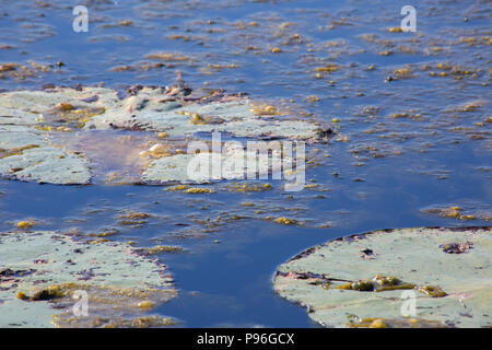 Seerosen auf der Oberfläche des trüben See Stockfoto