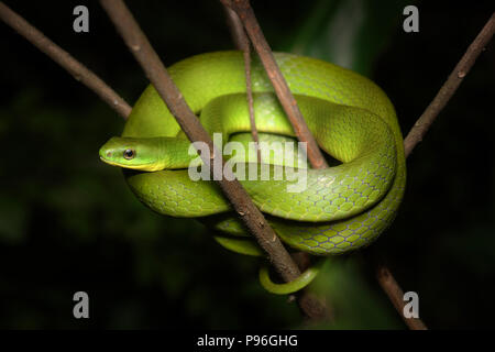 Mehr grüne Schlange Cyclophiops major Stockfoto