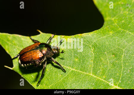 Eine Nahaufnahme eines japanischen Käfer (Popillia japonica) Stockfoto