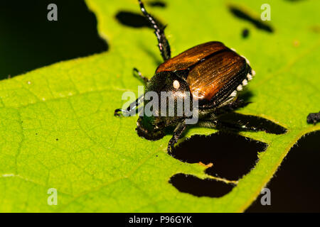 Ein Japanischer Käfer mit einem Tachinid Ei auf den thorax Fliegen. Stockfoto