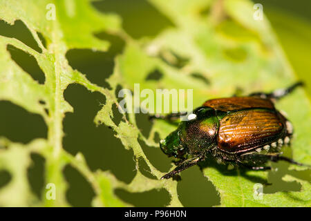 Ein Japanischer Käfer mit einem Tachinid Ei auf den thorax Fliegen. Stockfoto